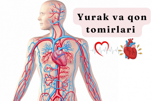 Yurak va qon tomirlari - humberto 2.0